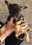 Френски булдог/French Bulldog , снимка 12