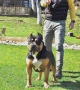 American Bully XL, снимка 9