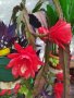 Епифилиум стайно цвете резници и саксии , снимка 1 - Стайни растения - 39998688