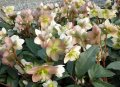 Helleborus Cesar(Кукуряк Цезар), снимка 3