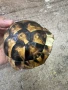 Костенурка черупка , снимка 7