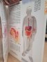 Човешкото тяло," прозрачна " енциклопедия от 1993 г., снимка 6