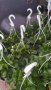 Ягода каскадна и целогодишна Растения засадени във висящи саксийки, снимка 3