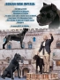Cane Corso ELITE, снимка 8