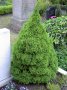 Мини Смърч Коника (Picea glauca Conica), снимка 3