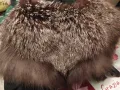 Голяма шал яка от Сребърна Лисица, снимка 2