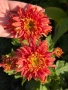 💜🌿🩷 Високостеблени хризантеми , снимка 4