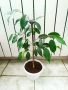 Аглаонема, Бенджамин и други стайни растения , снимка 14