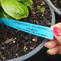 Хортензия Хорбен, Hydrangea macrophylla Horben за сянка !!!, снимка 7 - Градински цветя и растения - 43702597
