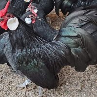 Продавам черен Розкомб., снимка 7 - Кокошки и пуйки - 40147963