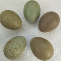 Оплодени яйца от китайски пъдпъдъци, снимка 1 - други­ - 39064812