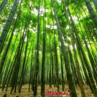 100 броя семена от декоративен бамбук Moso Bamboo зелен МОСО БАМБО за декорация и дървесина, снимка 16 - Сортови семена и луковици - 37711749