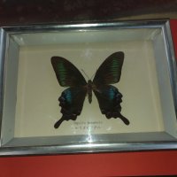 Пеперуда в рамка N3, снимка 1 - Антикварни и старинни предмети - 42977294