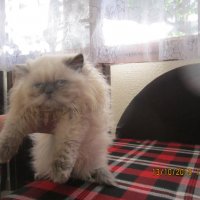 Персийски котенца , малки пухове, снимка 4 - Персийска - 26750451
