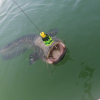Примамка за риболов на сом на кльонк CLONK TEASER, снимка 8 - Такъми - 40569223