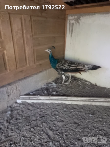 Чифт чернокрили пауни , снимка 1