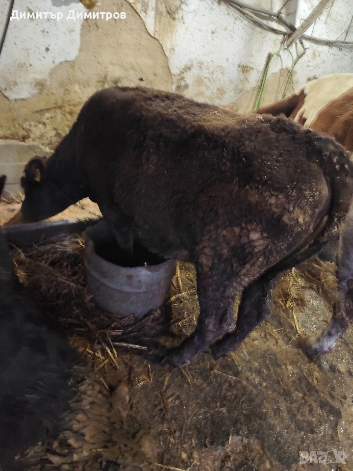 месодайна юница, снимка 1