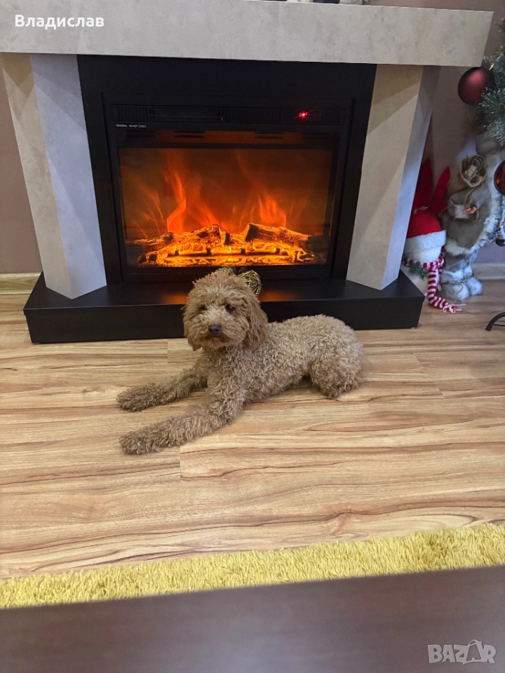 Той пудел на 1г и 4м , снимка 1