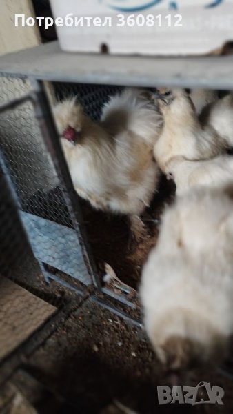 Продавам оплодени яйца , снимка 1