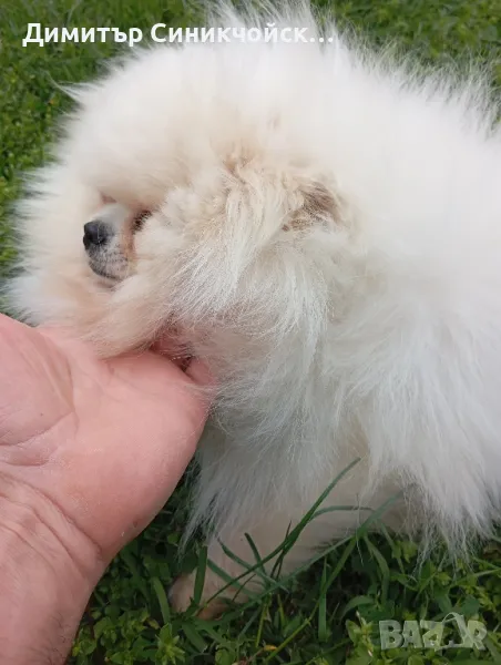 померан , снимка 1