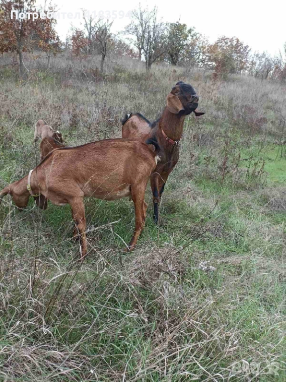 Свободни 4бр., снимка 1