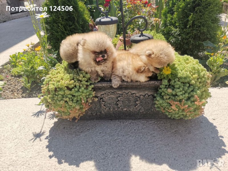 Померан, померанчета, снимка 1