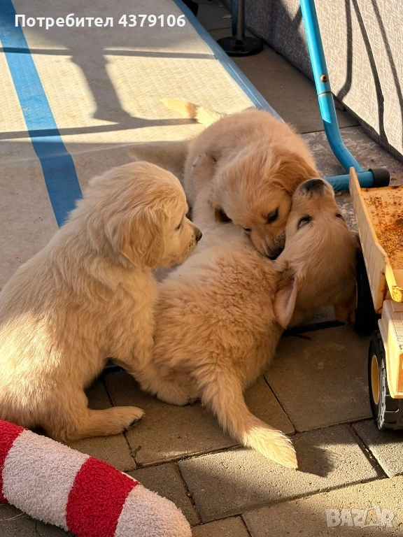 Голдън ретривър  момченце родословен баща, снимка 1
