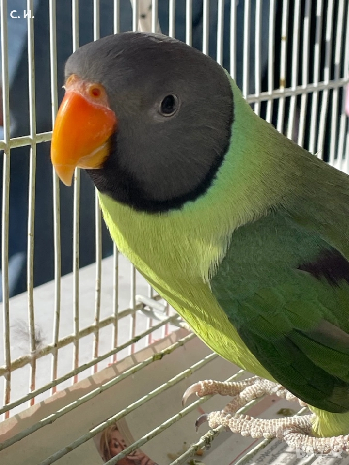 Различни видове папагали , снимка 1