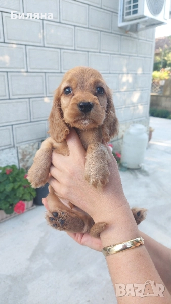 кокер шпаньол, снимка 1