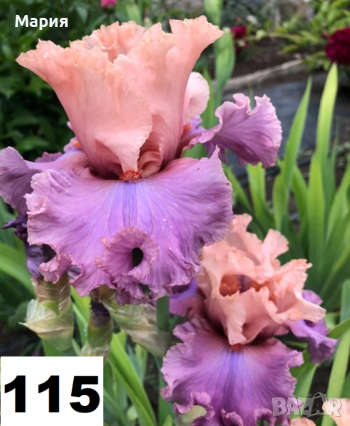 Сортови вискоки ириси /брадати ириси, снимка 1