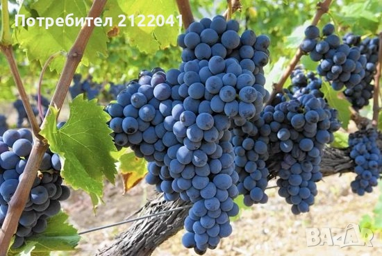 Грозде мерло и димят, снимка 1