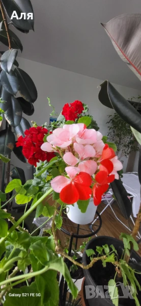 Мушкато двуцветно, снимка 1