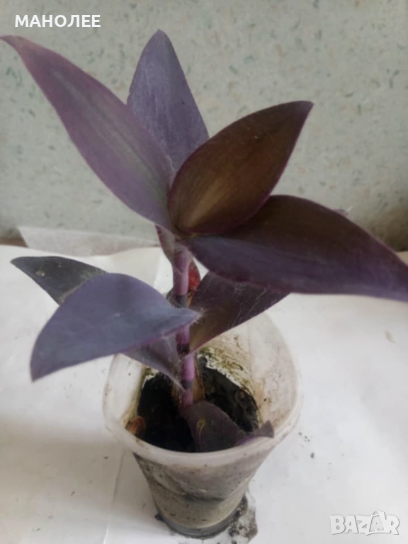 Традесканция, снимка 1