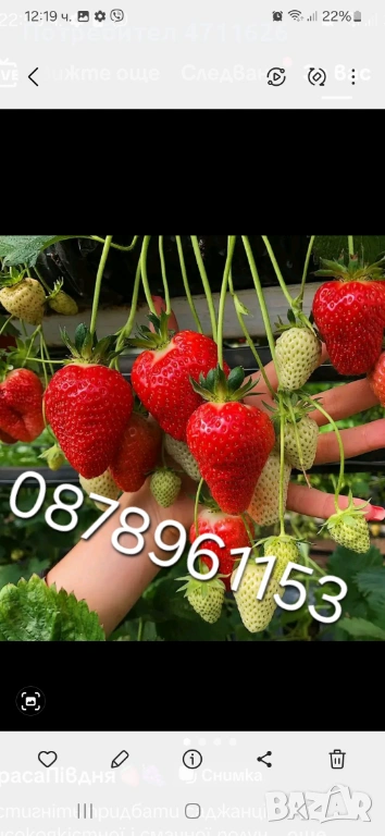 Разсад ягоди , снимка 1