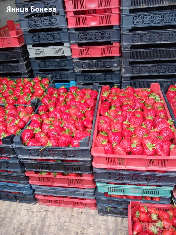   Продавам разсад ягоди!Два сорта Клети и Априкс!, снимка 1