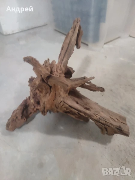 Огромни Мангров корен 50+см. 60 - 85лв. , снимка 1