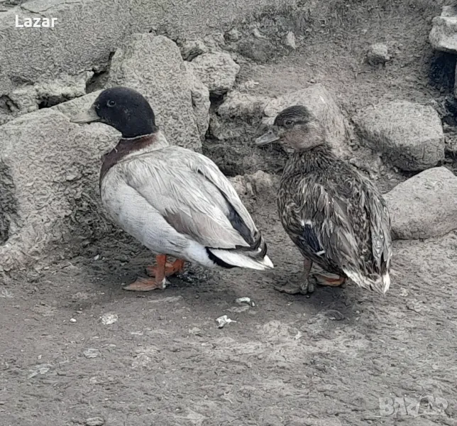 Продавам двойка колдък, снимка 1