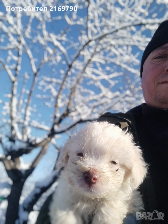 Мъжко лагото на 50 дена обеспаразитено ваксинирано, снимка 1