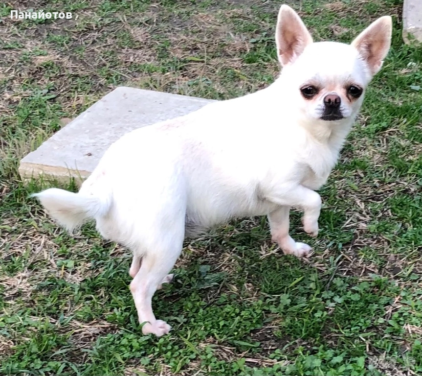 Чихуахуа, снимка 1