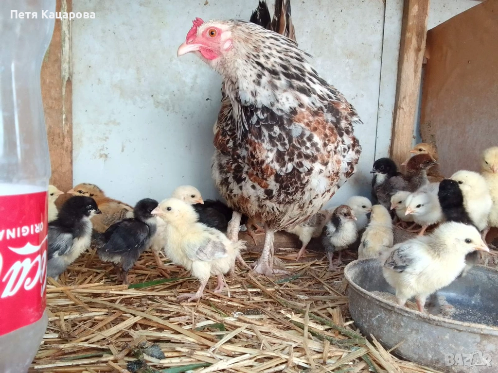 Декоративни кокошки, снимка 1