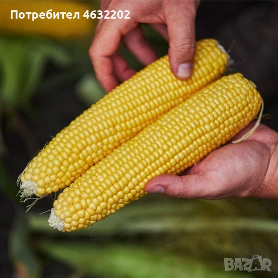 Замразена сладка царевица, снимка 1