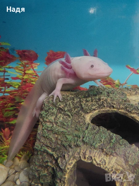  аквариум и акселотъл, снимка 1