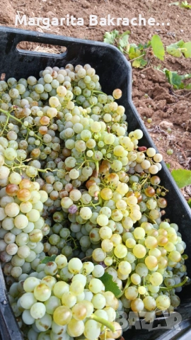 Грозде Димят, снимка 1