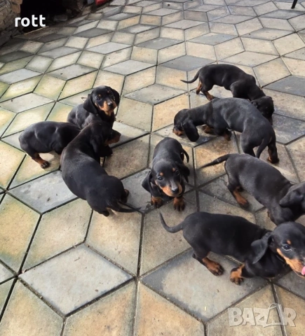 Дакел, снимка 2 - Дакели - 53590319