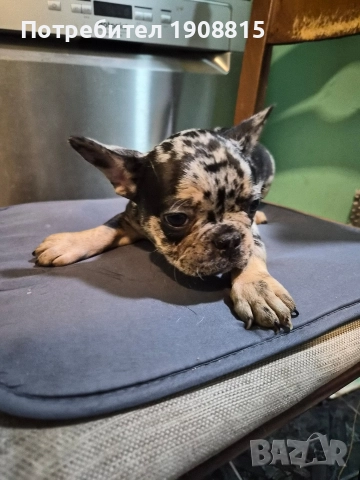 френски булдог, снимка 2 - Френски булдог - 52961560