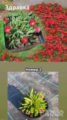 Делосперма 7 цвята , снимка 2 - Градински цветя и растения - 44407392