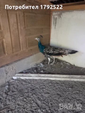 Чифт чернокрили пауни 