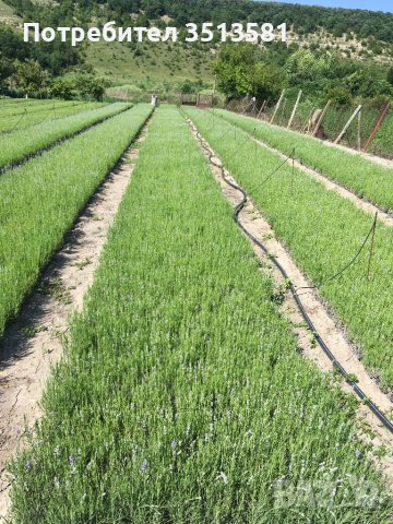 Разсад лавандуа на едро и дребно, снимка 6 - Други - 38270060