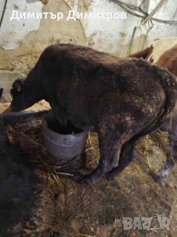 месодайна юница