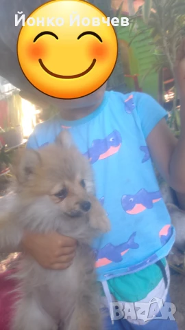 Немски шпиц  , снимка 5 - Немски шпиц - 50529986